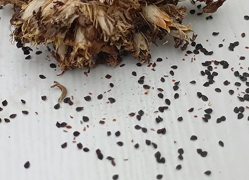 Цветы, семена которых можно собрать осенью